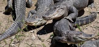 Indian River Reptile Zoo